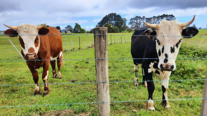 The Quiet Revolution: How Central New York Became the Epicenter of a $2.4 Billion Dairy Industry