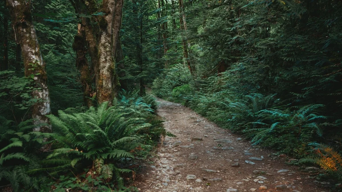 Lush green plants and trees surrounding a hiking trail in a forest
