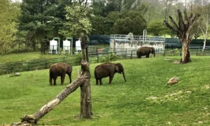 Rosamond Gifford Zoo in 2026: Twin Elephants, Red Wolf Pups, and a 43 Acre Conservation Story