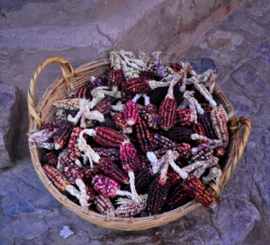 The 4,000-Year-Old Seed Bank Hidden 12 Miles South of Syracuse
