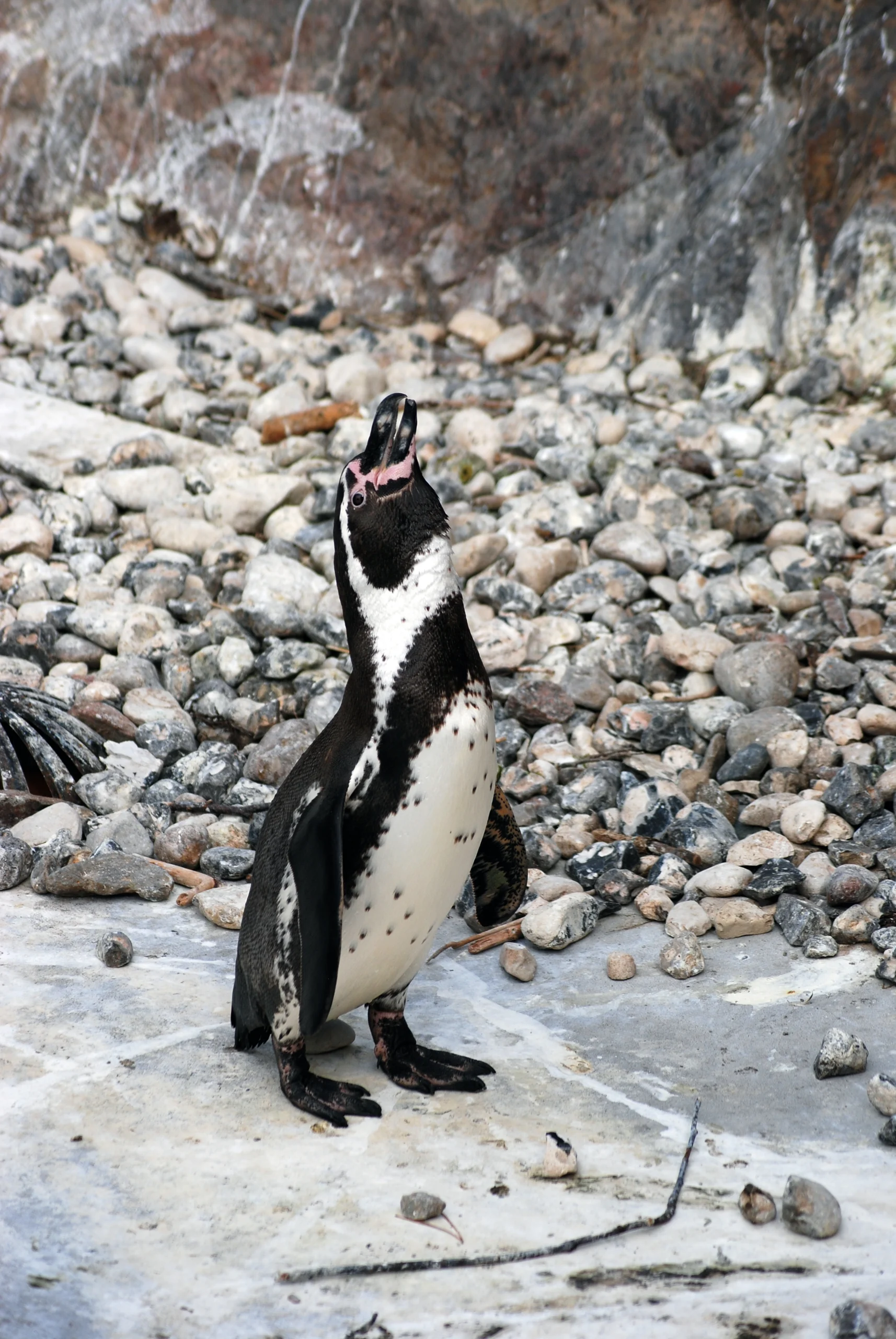 Humboldt penguins on the rocky coast of the Penguin Coast habitat, which has hatched more than 55 chicks since 2005. Photo: Wikimedia Commons / CC BY-SA 2.0.