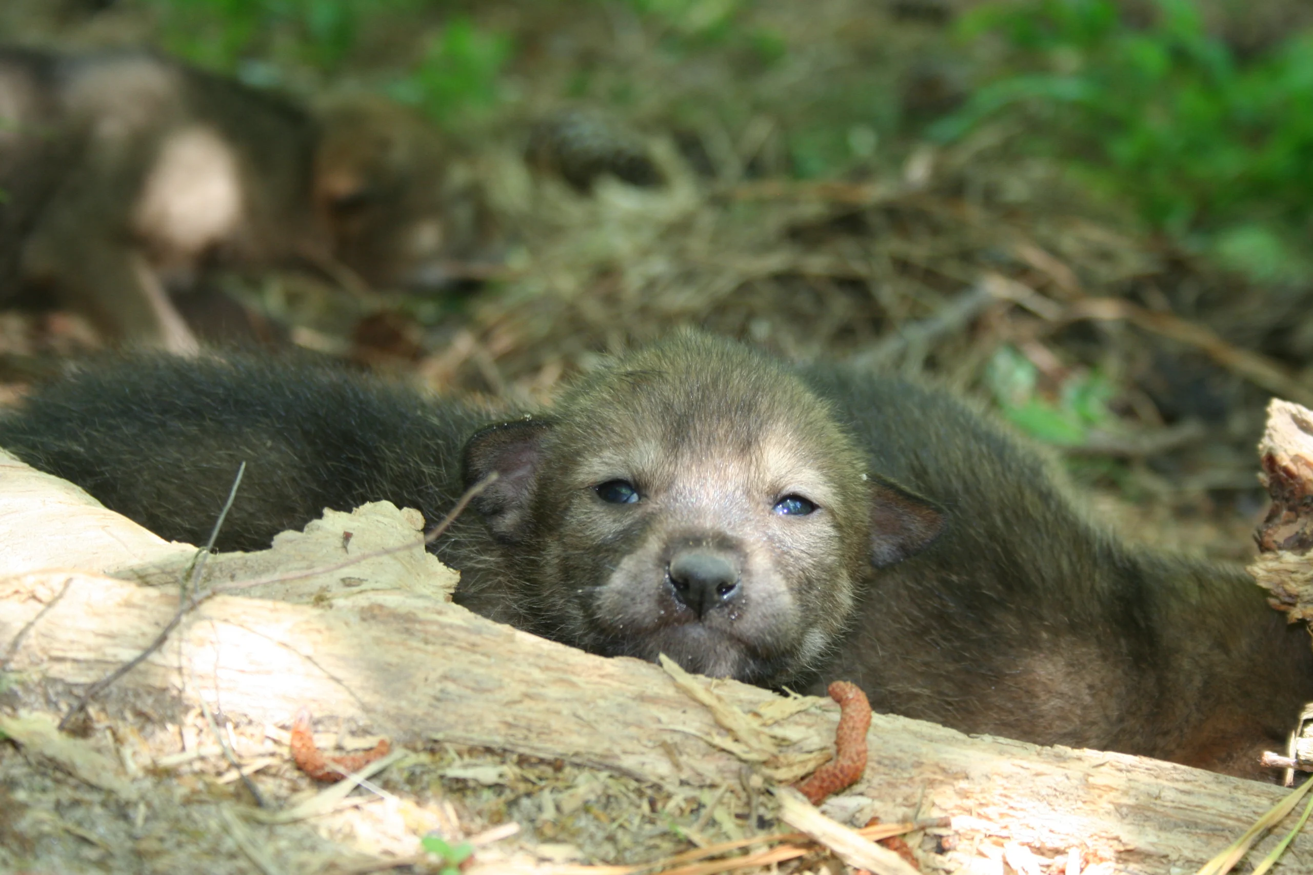 Six red wolf puppies born in May 2025 represent a significant fraction of the species. Photo: Ryan Nordsven / USFWS / CC BY 2.0.
