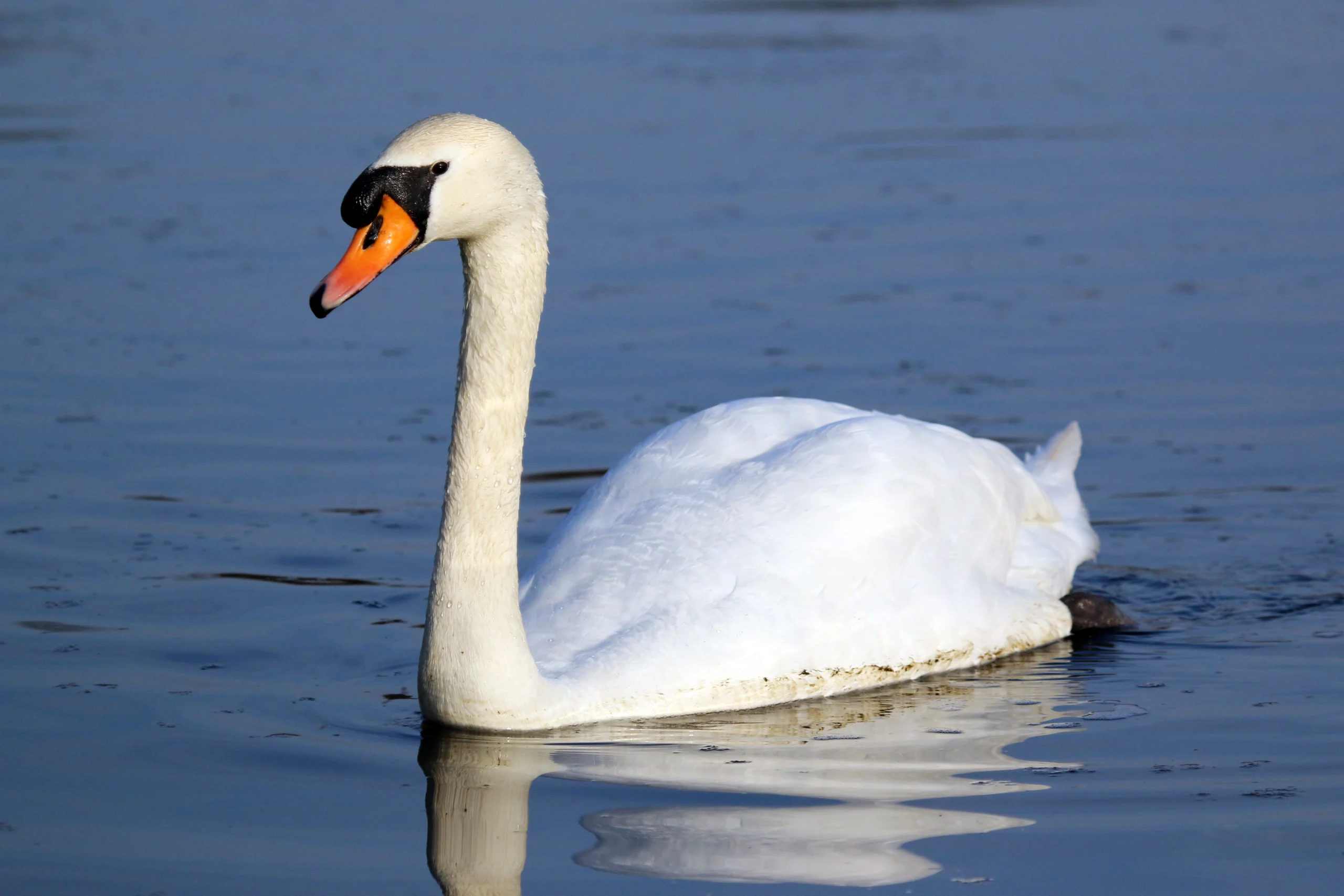 Adult mute swan (Cygnus olor) on still water, the species kept by the Village of Manlius at its village pond.