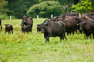 New York Has Almost 10,000 Farms With Cattle. Ninety-Three Are Certified