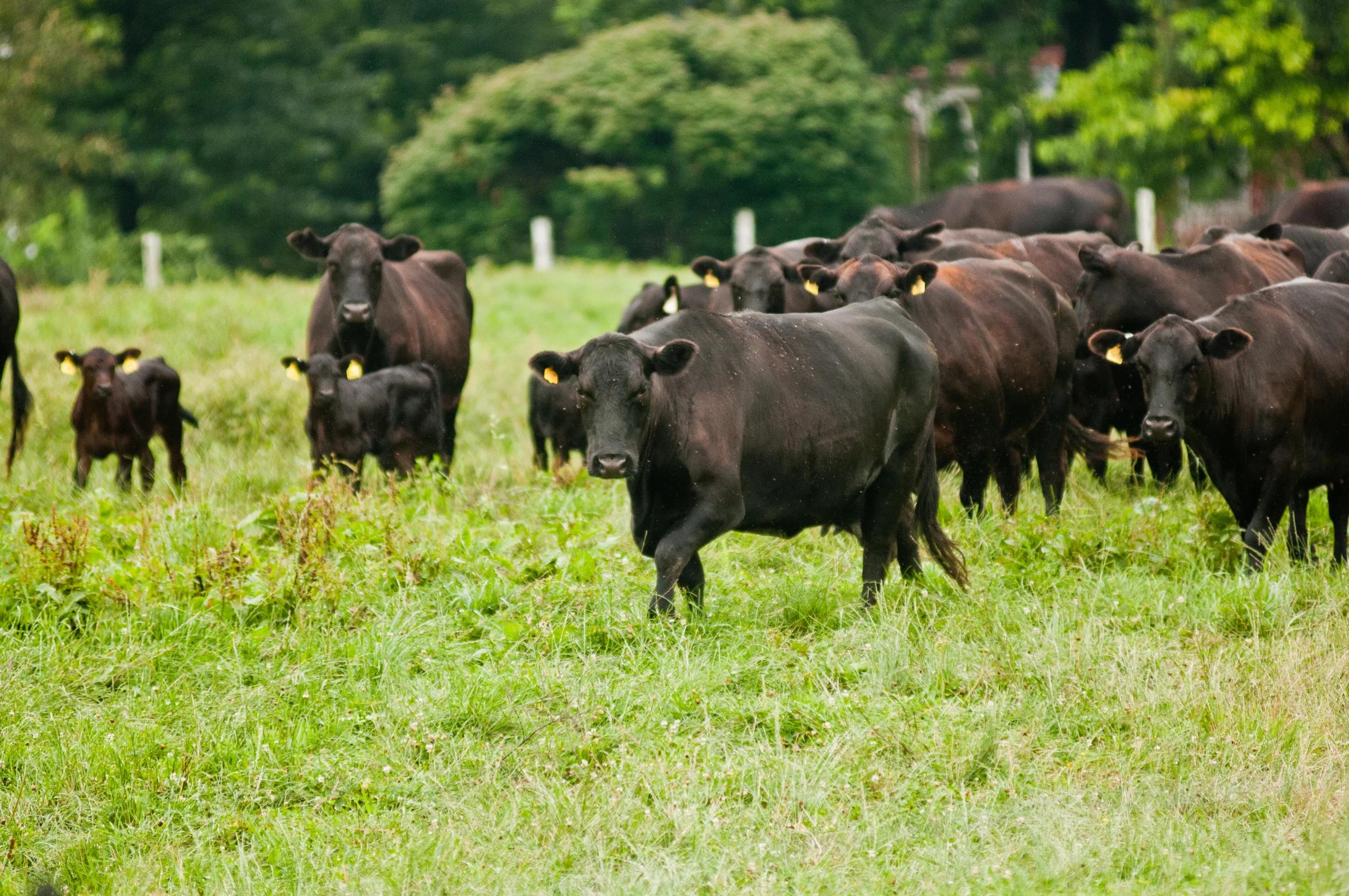 Black beef cattle grazing on green pasture