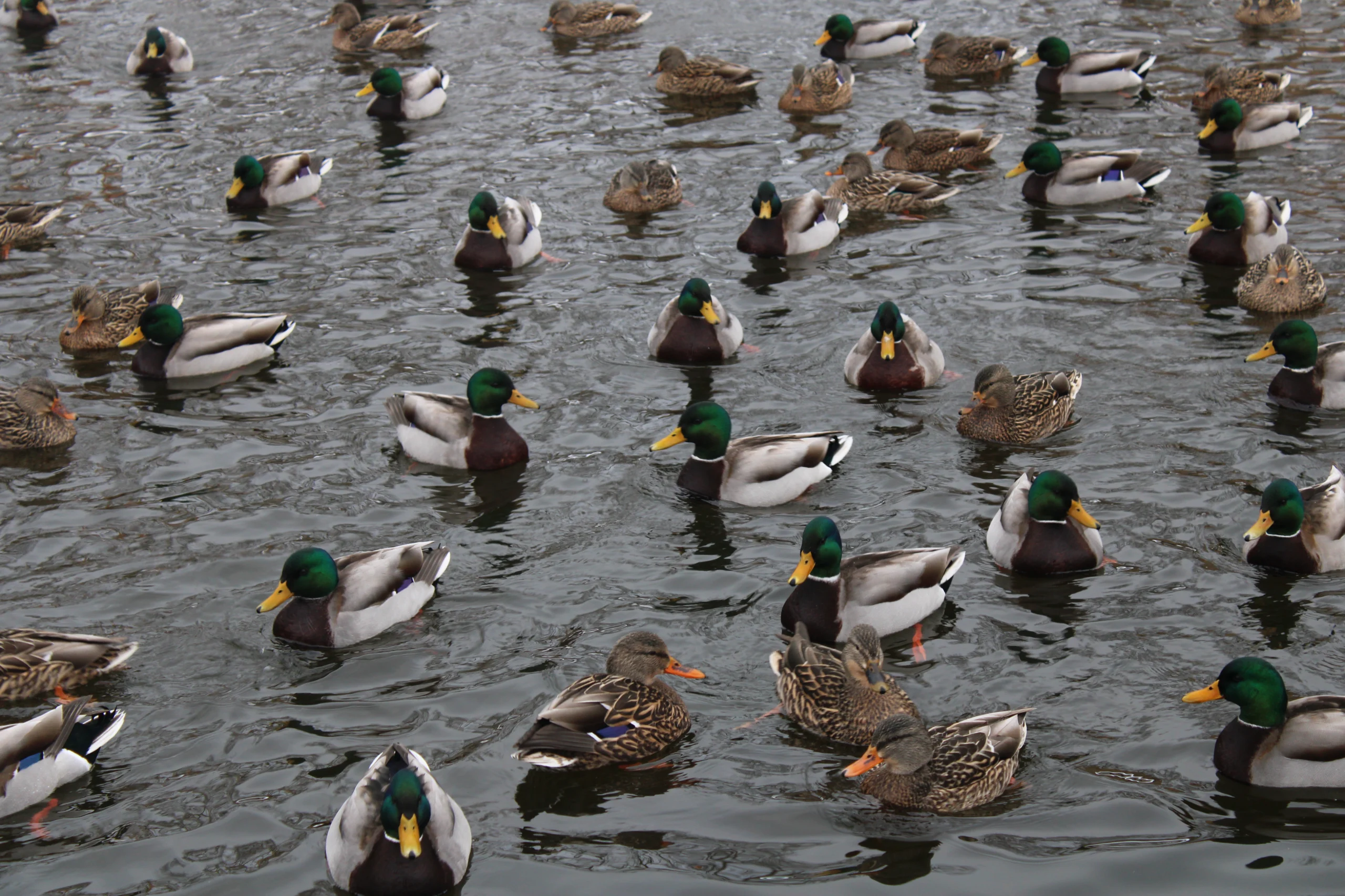 Mallard ducks on the water at Camillus Erie Canal Park in Camillus, New York