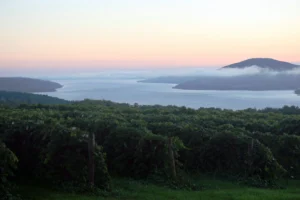 New York Is the Country’s Third Largest Wine Producer