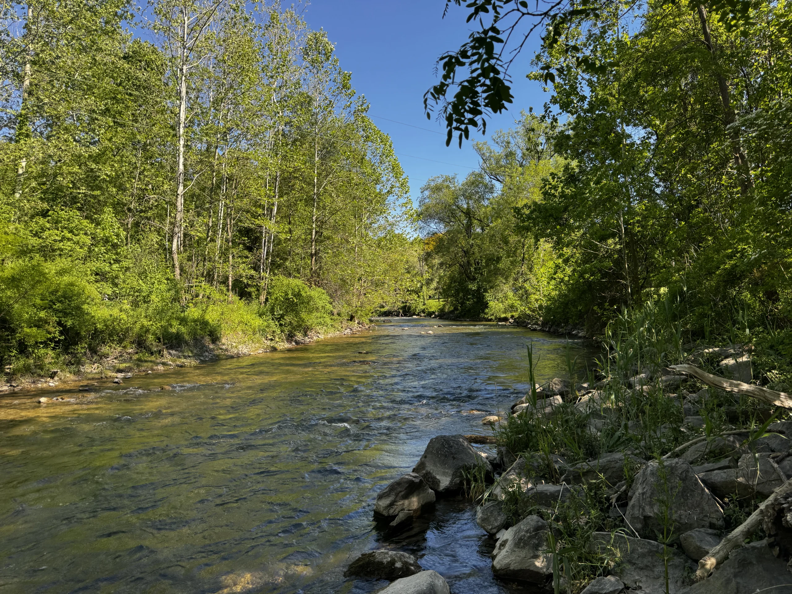 Limestone Creek running through green woods in Fayetteville New York