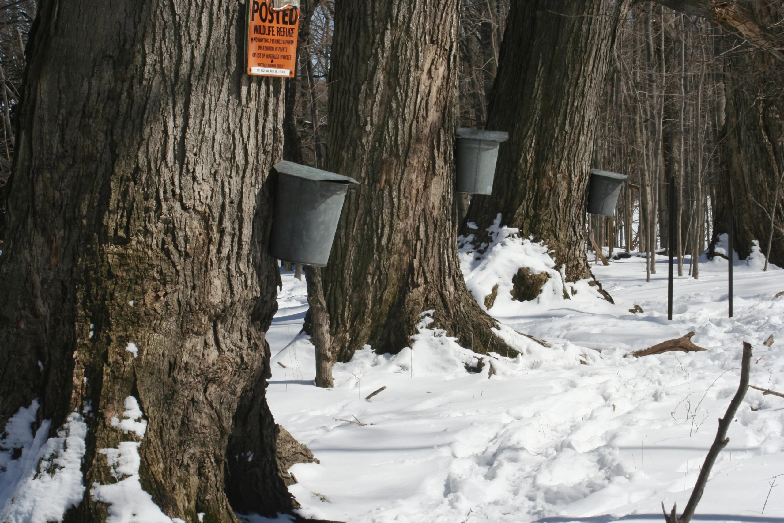 Metal sap buckets hanging on maple trees in snow