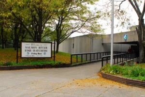 Altmar’s Hatchery Raises Millions of Fish a Year. Only a Fraction Reach the Salmon River.