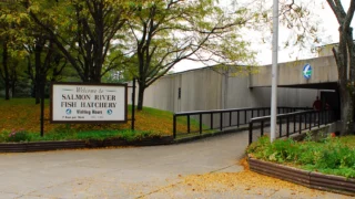 Altmar Salmon River Fish Hatchery Raises 3.5 Million Fish a Year