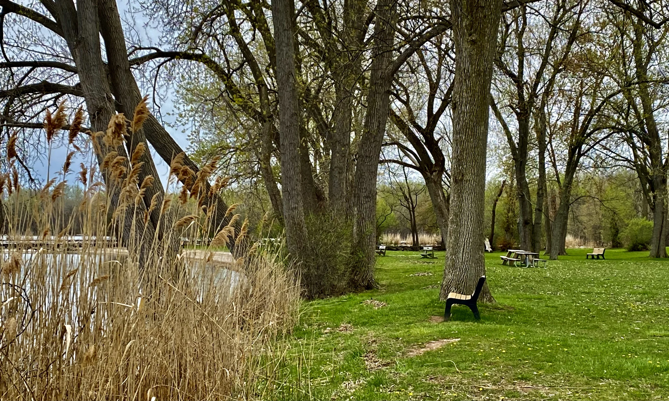 Shoreline at Willow Bay, Onondaga Lake Park