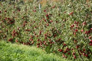 Apple picking near Syracuse 2026: which orchards are open now, hours, prices and what is ripe