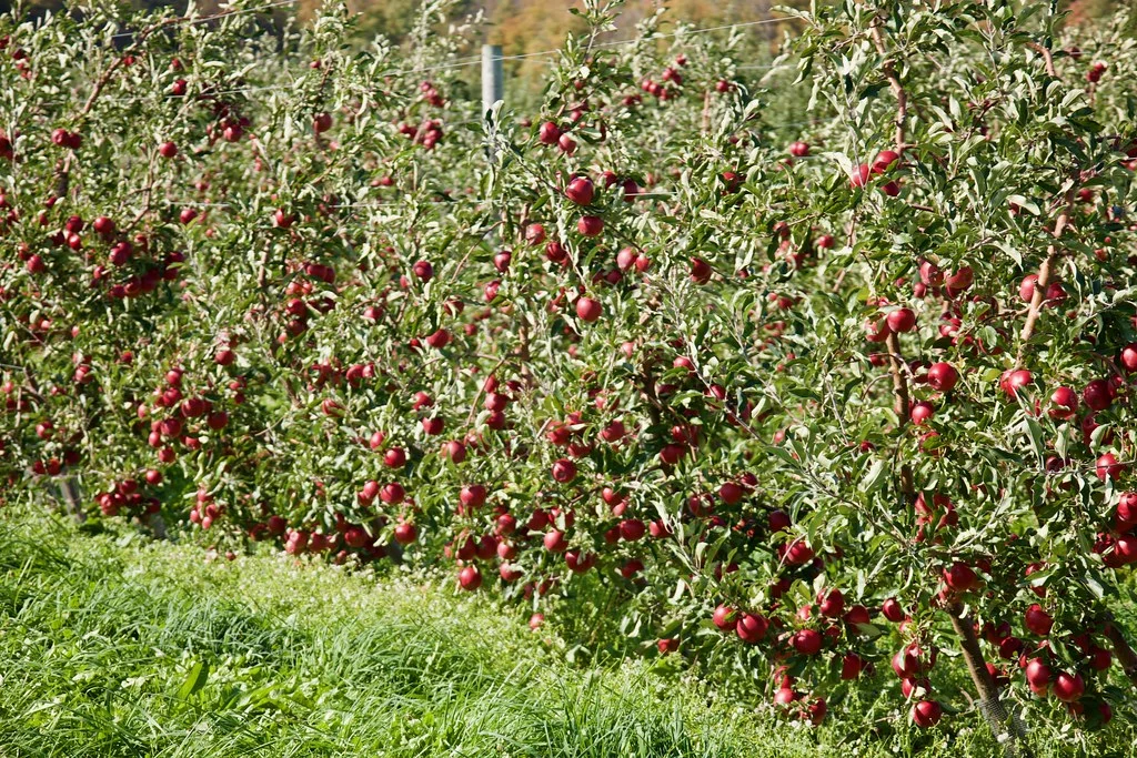 Rows of trellised apple trees heavy with ripe red apples at Beak and Skiff orchard in LaFayette