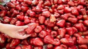 Lafayette Apple Festival marks 53 years as fall tradition in Central New York